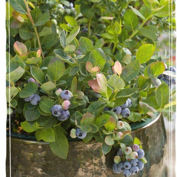 Pink Icing Blueberry