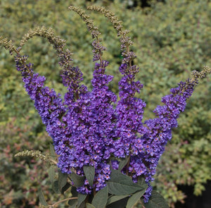 Lo & Behold Blue Chip Jr Butterfly Bush