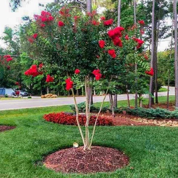 Red Rocket Crape Myrtle