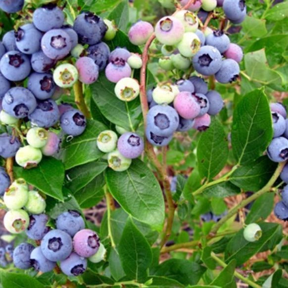 Climax Blueberry Bushes for Sale from PlantingTree.com | Family-Owned