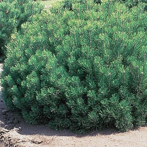 Mugo Pine