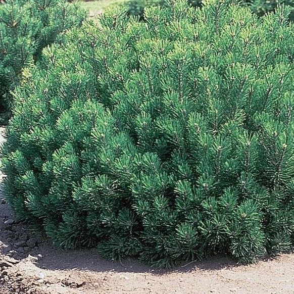 Mugo Pine | Perfect Pine Shrub - PlantingTree
