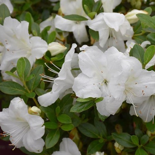 Autumn Angel Encore Azalea