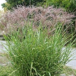 Porcupine Miscanthus Maiden Grass