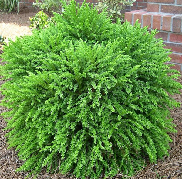 Buy Japanese Cedar Plants Online Stadler Nurseries, 10/10/2022