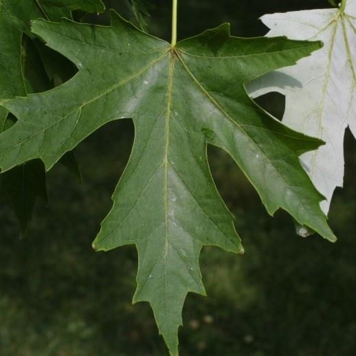 Silver Maple