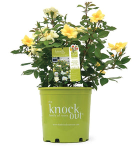 Sunny Knockout Rose