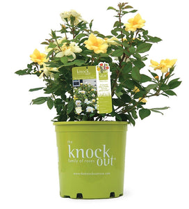 Sunny Knock Out Rose | Bright Yellow Blooms - PlantingTree