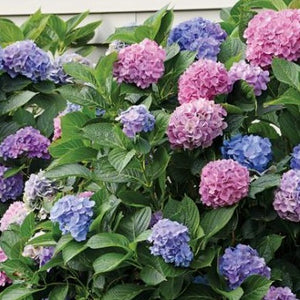 Hydrangea - DMC