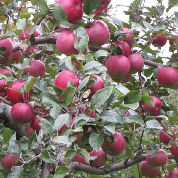 Organic Fuji Apple, 1 ct, 6 oz