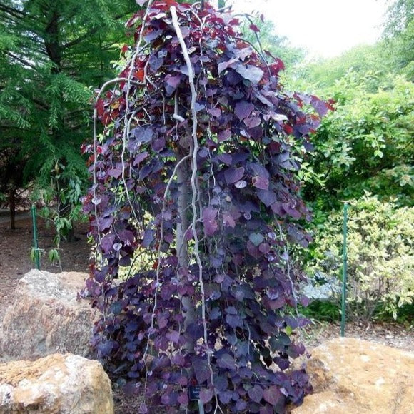Ruby Falls Redbud