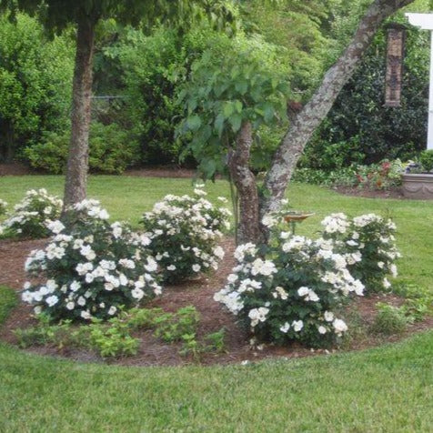 White Knockout Rose Bush