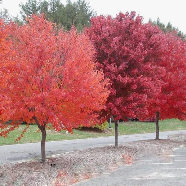 Image of red maple mulch red