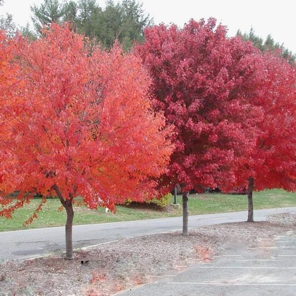 Image of Red maple mulch red