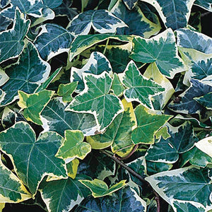 Variegated English Ivy