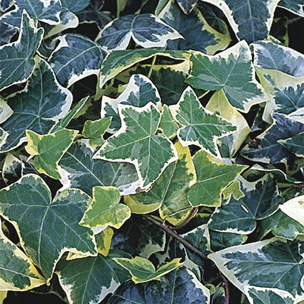 Variegated English Ivy