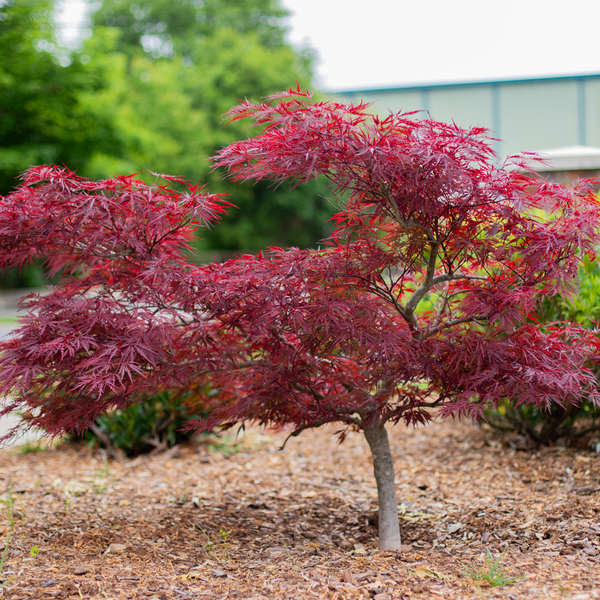Maple Pershing Weeping Maple Trees