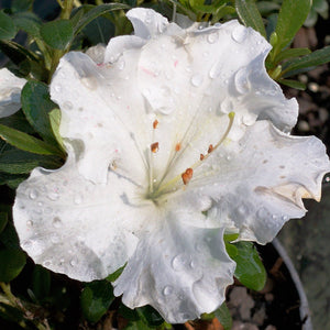 Gumpo White Azalea shrub