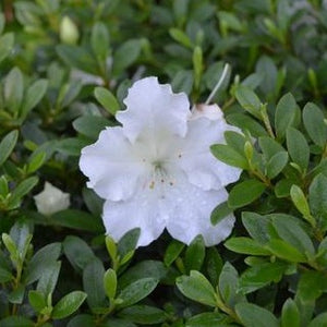 Gumpo White Azalea 