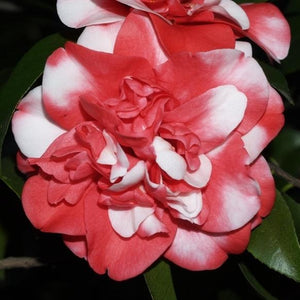 Governor Mouton Camellia