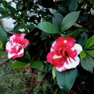 Governor Mouton Camellia
