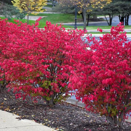 åbenbaring momentum chokerende Burning Bush | Stunning Fire Engine Fall Red Color - PlantingTree