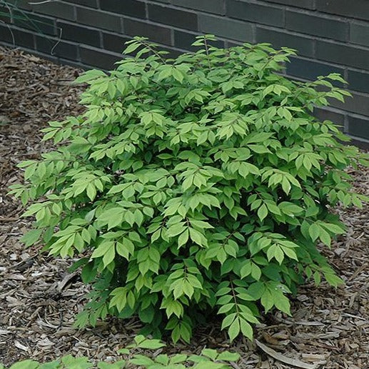 Image of Euonymus burning bush in summer