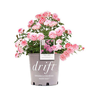 Sweet Drift Rose