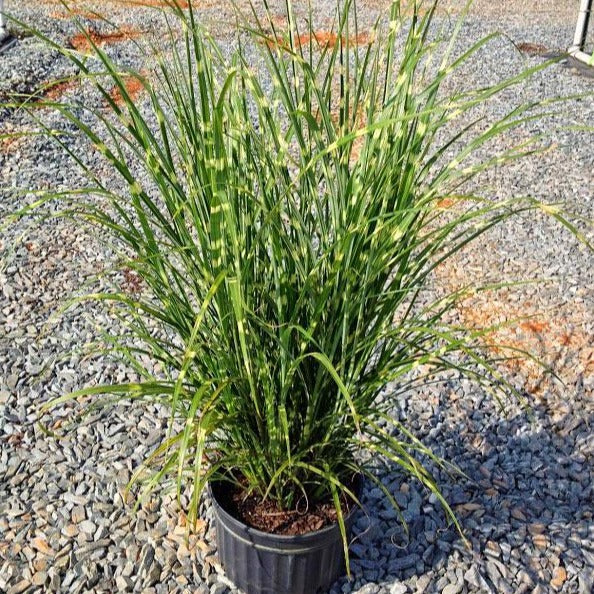 Porcupine Miscanthus Maiden Grass