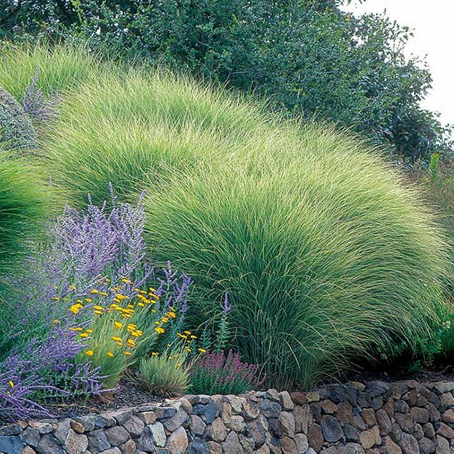 Kro Grunde brug Morning Light Miscanthus Maiden Grass - PlantingTree