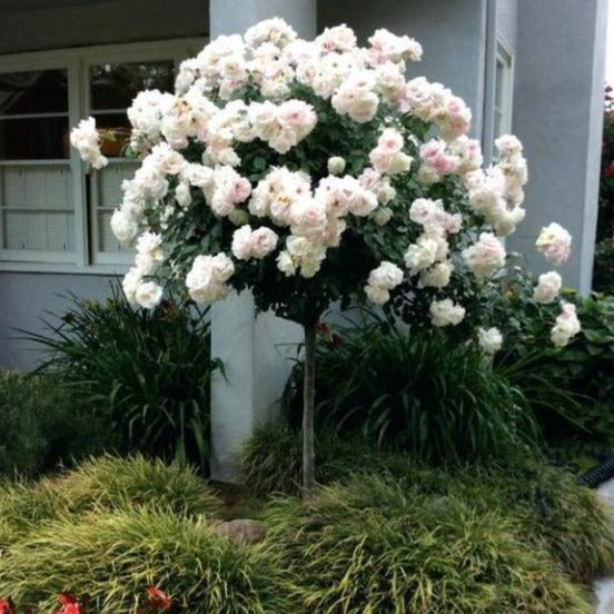 Image of Iceberg rose bush in full bloom