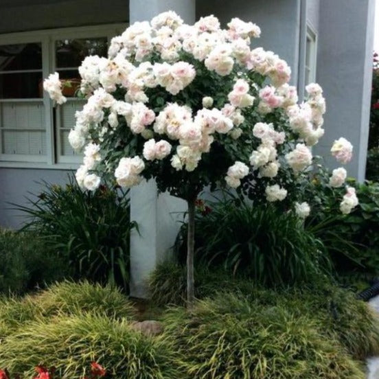 Rose Trees For Sale At Home Depot at Bridget Mireles blog
