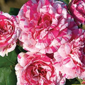 Julio Iglesias Rose