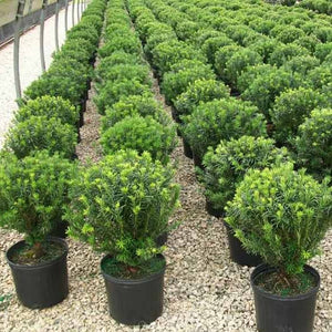 Duke Gardens Plum Yew