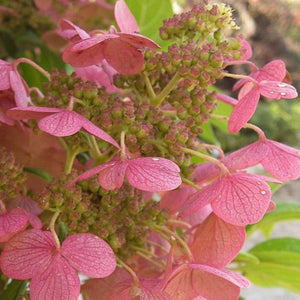 Quick Fire Hydrangea Tree