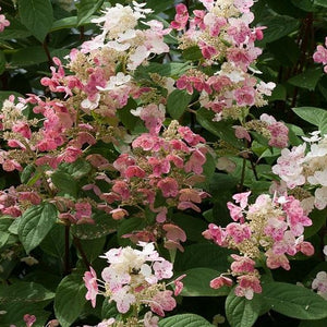Quick Fire Hydrangea