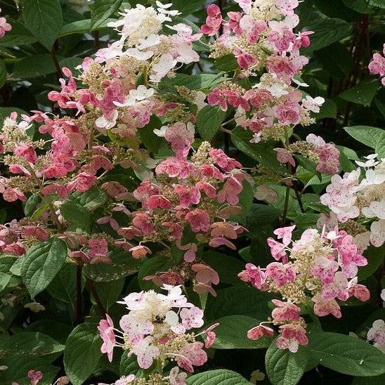 Quick Fire Hydrangea