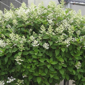 Quick Fire Hydrangea