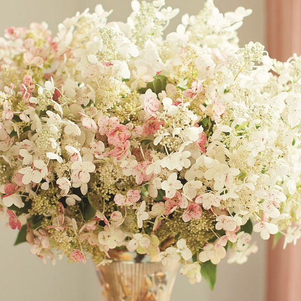 Quick Fire Hydrangea 