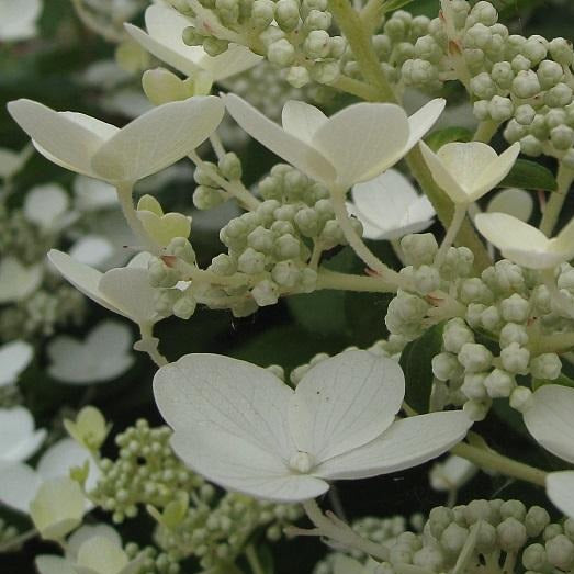 Hydrangea Paniculata Quick Fire