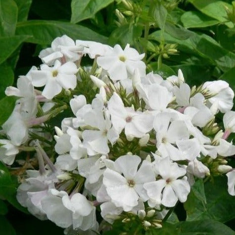 White Flame Dwarf Garden Phlox