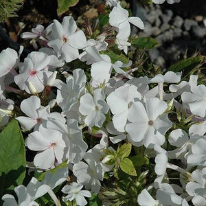 White Flame Dwarf Garden Phlox