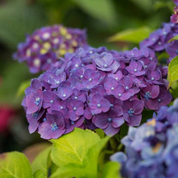 Endless Summer Crush Hydrangea