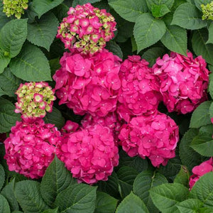 Endless Summer Crush Hydrangea