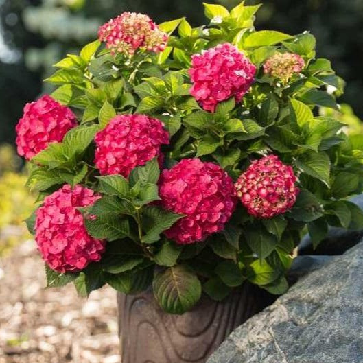 Image of Red endless summer hydrangea bush