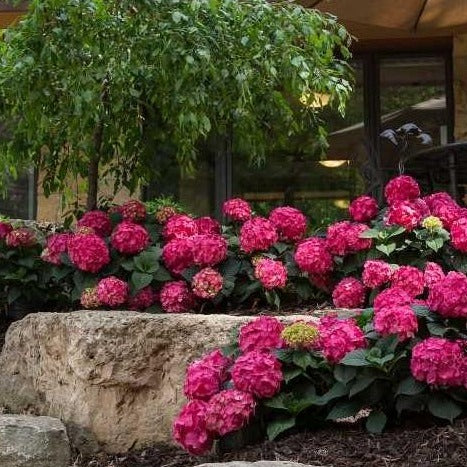 Endless Summer Crush Hydrangea