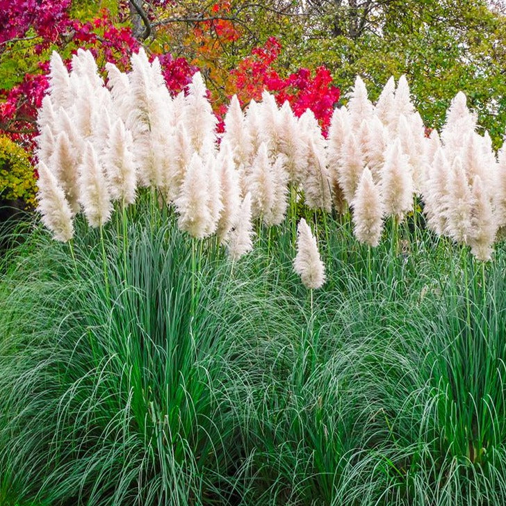 pampas grass indoor plant Pampas Grass | Pampas Grass for Sale