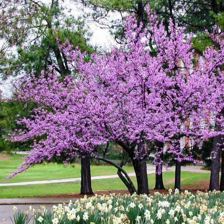 Different Types of Redbud Trees: Forest Pansy, Rising Sun & More 2 Different Types of Redbud Trees: Forest Pansy, Rising Sun & More
