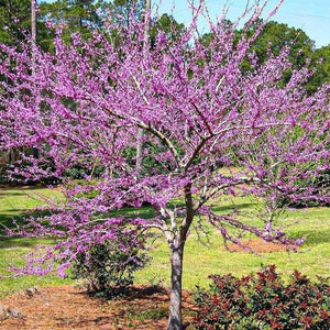 Forest Pansy Redbud Tree