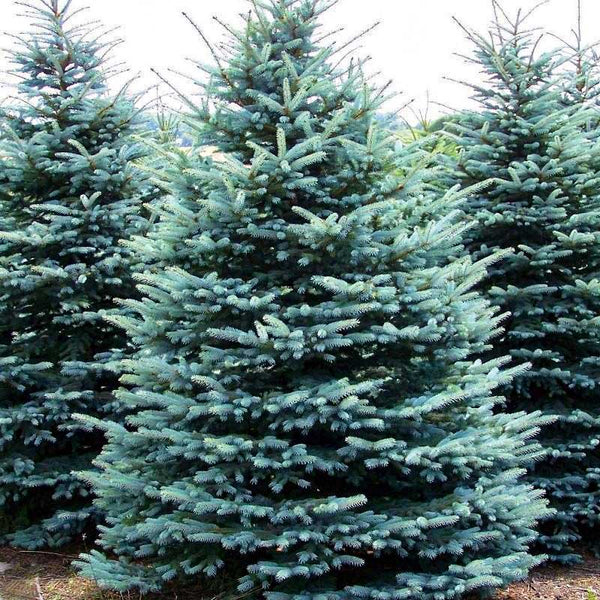 Colorado Blue Spruce